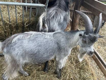 Bild 9:Blobe Ziegenböcke