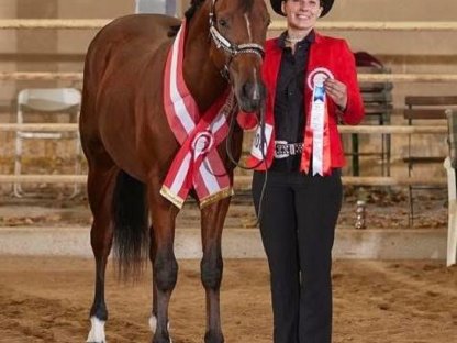 Bild 8:Quarter Horse Deckhengste