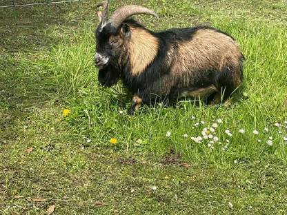 Bild 2:Mini-Zwergziegenbock leihen