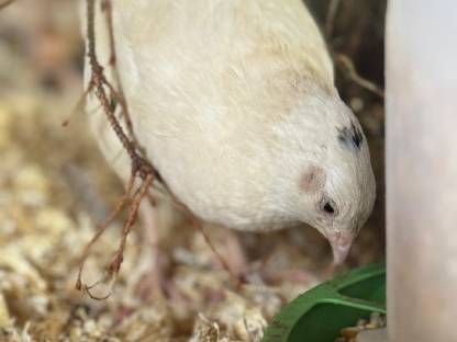 Bild 3:Wachtelküken / Wachtelhähne