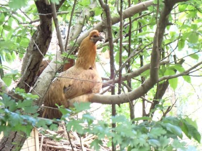 Grünleger Buschhuhn 1:1 bis 1:2