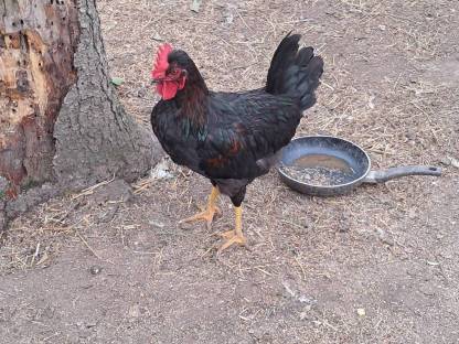 Bild 5:3 wunderschöne Hähne zu haben