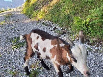 Bild 3:Tauernscheckenkitz