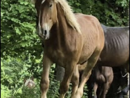 Bild 2:Wunderschöner Noriker Hengstjährling