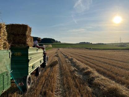 Bild 4:Stroh in Kleinquaderballen