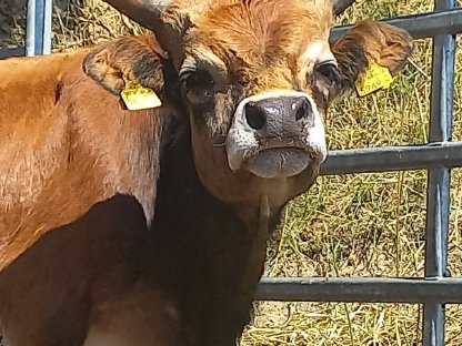 Bild 2:Cachena Jungstier, Zuchtstier