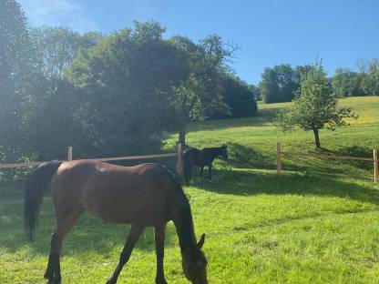 Bild 2:Vergeben Einstellplatz für 2 Pferde