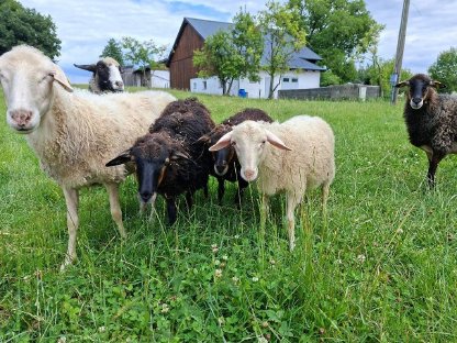 Bild 3:Krainer Steinschafe