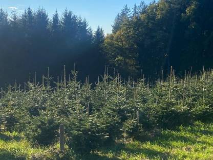 Bild 3:Weihnachtsbäume, Nordmanntannen