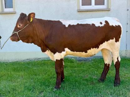 Bild 4:Pinzgauer Rind