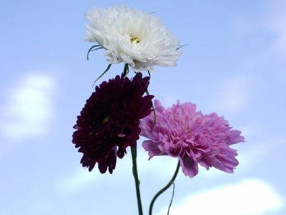 Bild 9:Frische Blumen aus dem eigenen Garten