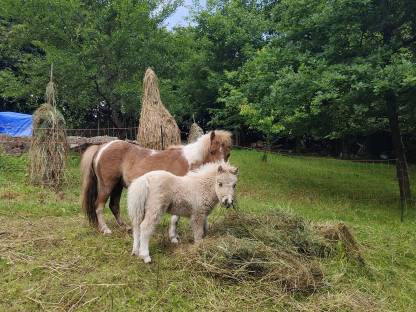 Shettlandponystute