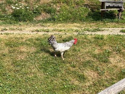 Bild 2:Junghähne abzugeben