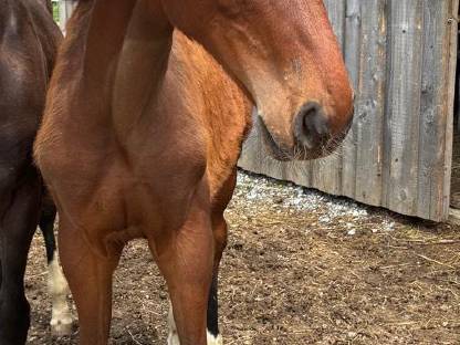 Österreichisches Warmblut Stutfohlen VHB