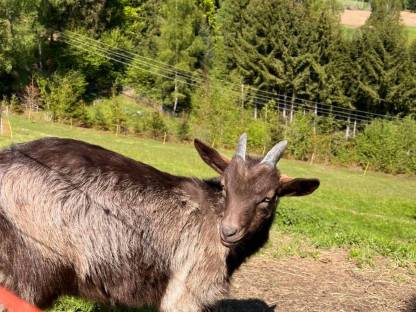 Zwergziegenbock