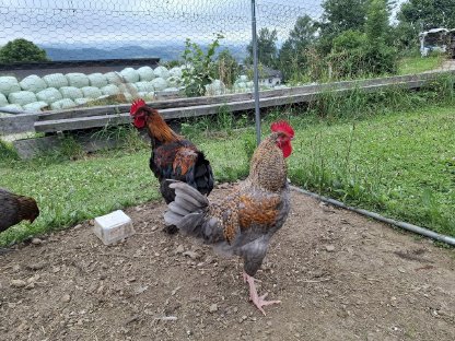 Bild 5:Geflügel: Laufenten und Hähne