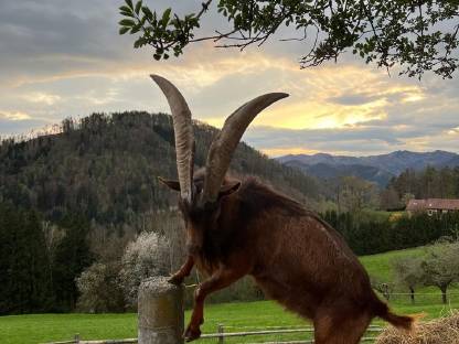 Bild 4:Aosta Bockkitz