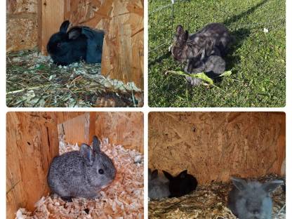 Bild 8:Zwergkaninchen