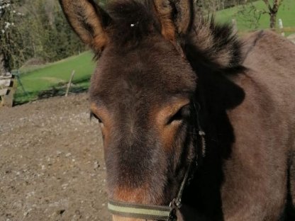 Bild 3:Wunderschöne Muli-Stute