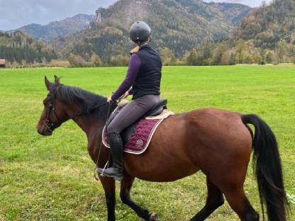 Bild 5:Wunderschöne Wb-Stute