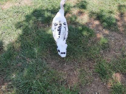 Bild 3:Cröllwitzer Puten