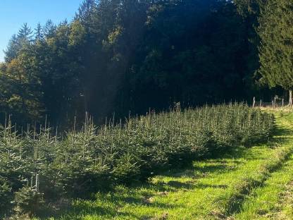 Bild 2:Weihnachtsbäume, Nordmanntannen