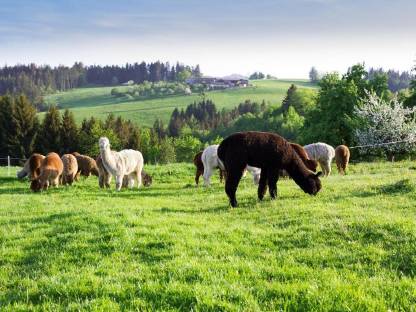 Bild 4:Alpakas zum Verkauf