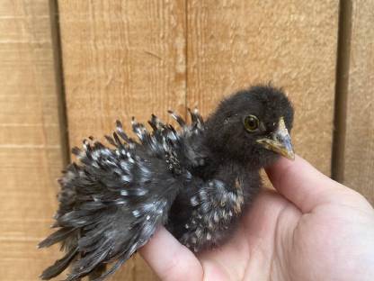 Zwerg-Mix Paduaner/Seidenhuhn