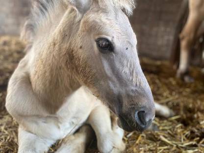Bild 5:Zwei Fjordhengstfohlen aus 2025 – zutraulich und kerngesund