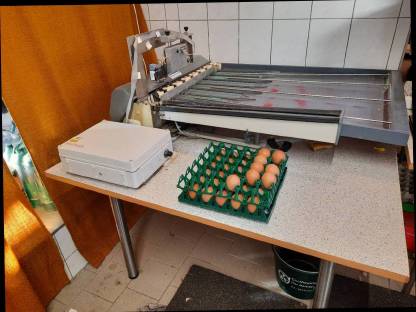 Bild 4:Sortierung Eier