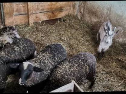 Ziegenbock und Mix Schafe