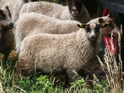 Bild 2:Shetlandschafe von April