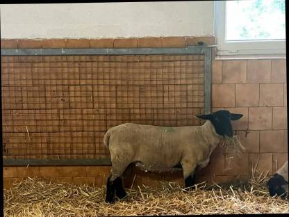 Bild 7:Ile de France / Suffolk Bocklämmer