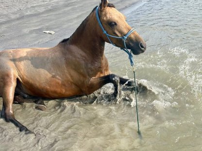 Bild 3:Reitpony Wallach, 130 cm, 300 kg