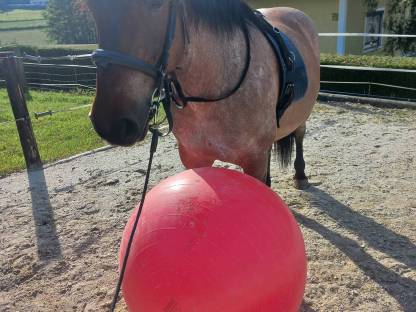 Bild 8:Pferd: Stute Mogyóro