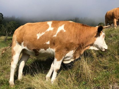 Verkaufe trächtige Kalbin Bio mit Horn