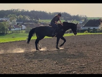 Bild 5:Schöner Wallach zu verkaufen