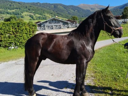 Noriker Wallach KARLOS