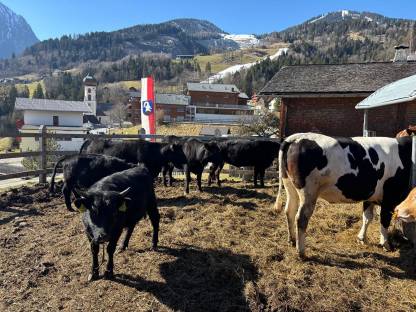 Suche Bio Angus Kälber