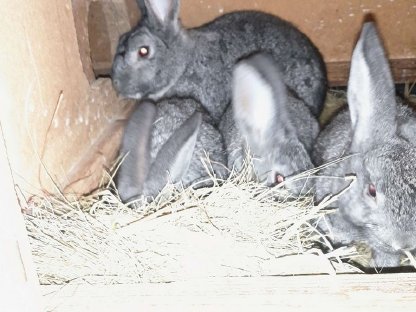 Bild 2:Deutsche Riesen - GroßChin