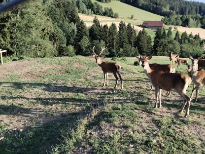 Bild 3:Kapital Rotwild Hirsche