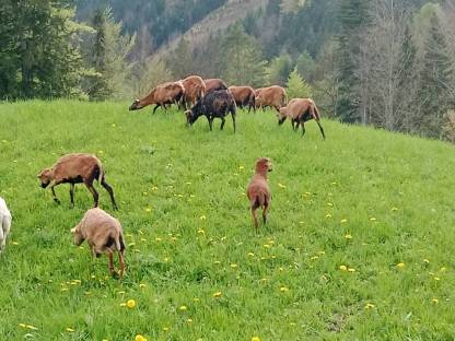 Bild 5:Kamerunschafe und Black Bally Mix