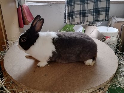 Bild 3:Holländer Kaninchen Häsin