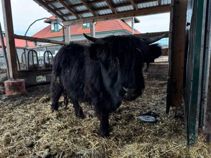 Bild 2:Hochlandrinder