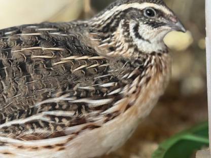 Bild 2:Wachtelküken / Wachtelhähne