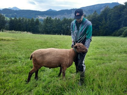 Jura Widder
