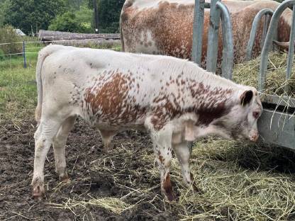 Bild 2:Pustertaler Sprinzen