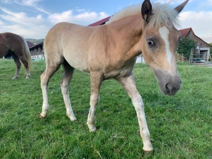 Bild 3:Haflingerstutfohlen