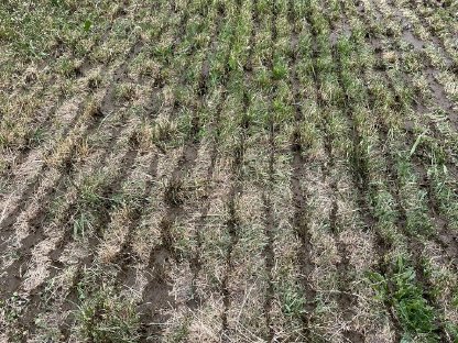 Bild 3:Gülleausbringung