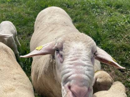Merinowidder